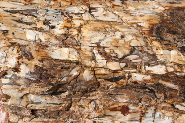 Bark of a petrified tree, Lesbos, Greece — Stock Photo, Image