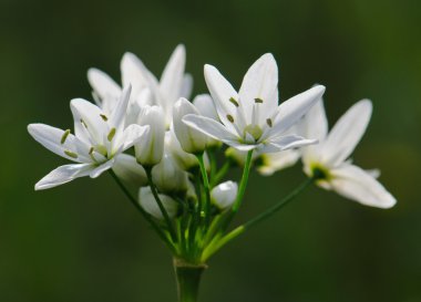 yabani soğan çiçek, Yunanistan