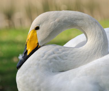 ötücü kuğu, Hollanda portresi