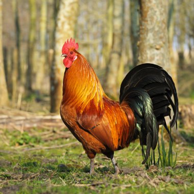 rhode Island red horoz, Hollanda portresi
