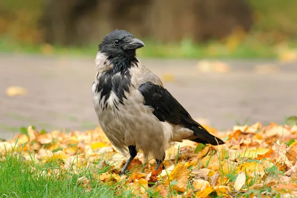 Portrait of hooded crow in Kolomenskoe, Moscow, Russia — Stock Photo, Image