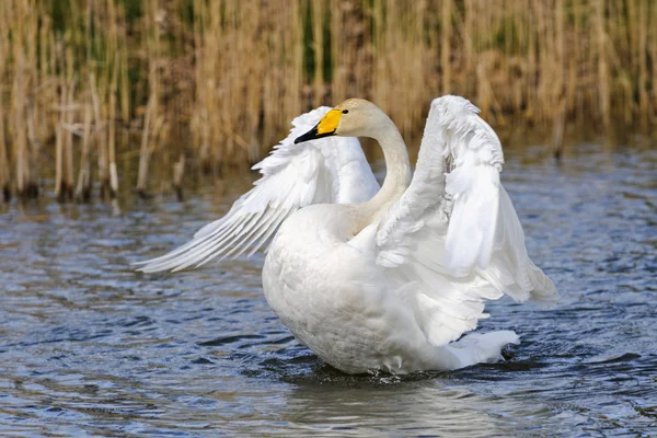 Swan wings Stock Photos, Royalty Free Swan wings Images | Depositphotos