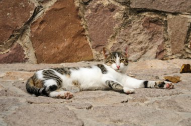 Midilli Adası, Yunanistan gelen genç bir sokak kedileri portresi