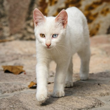 Yunanistan farklı renkli gözlü genç beyaz kedi