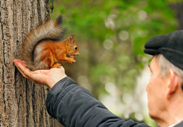 A squirrel on a man's hand, Moscow, Russia — Stock Photo, Image