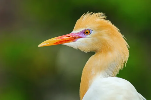 Adult  eastern cattle egrets in breeding dress, Indonesia — Stock Photo, Image