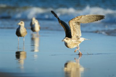 genç yükselen sarı bacaklı martı, Portekiz