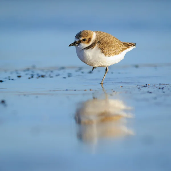 Portrait of adult kentish plover in winter dress on beach, Portugal — Stock Photo, Image