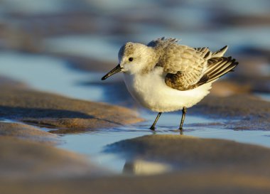 Yetişkin sanderling portresi (calidris alba) Kış elbise, p