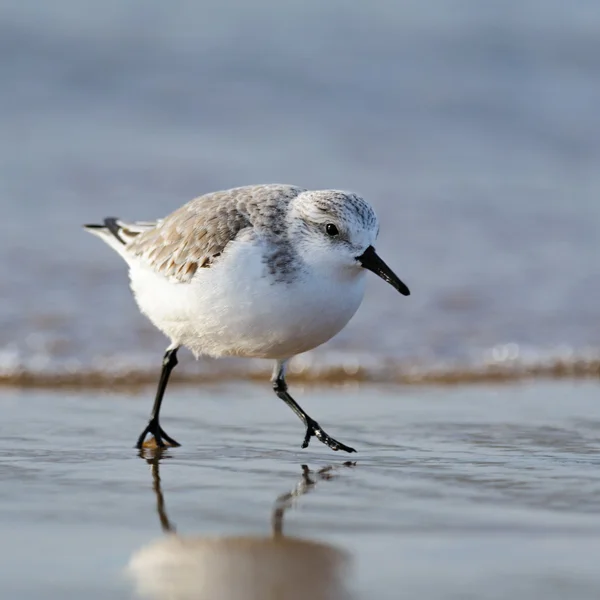 Портрет Сандерлинга (Calidris alba) на пляже, Португалия — стоковое фото