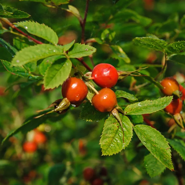 Hagebuttenbeeren im Morgenlicht, Russland — Stockfoto