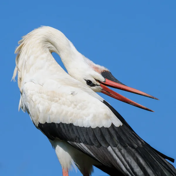 Portrait of an adult stork, The Netherlands — Stock Photo, Image