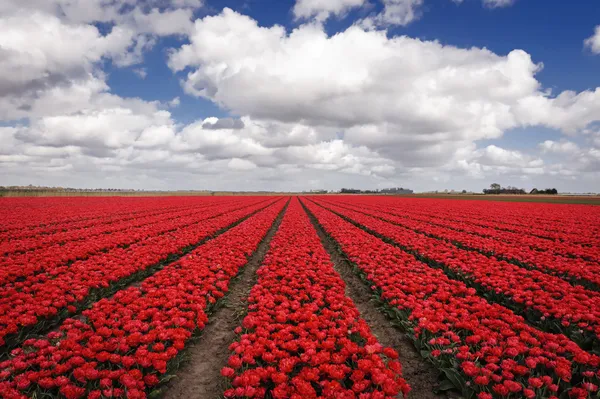 Tulip odling i Nederländerna — Stockfoto