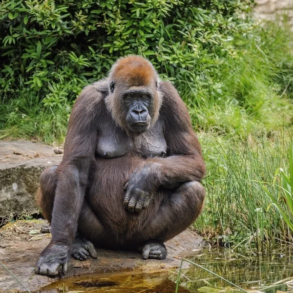 Porträtt av en kvinnliga gorilla — Stockfoto