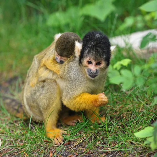 Erwachsenes weibliches Schwarzmützen-Eichhörnchen mit Jungtier — Stockfoto