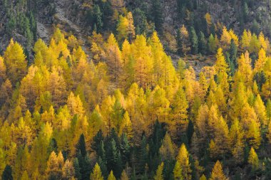 sonbahar swiss Alps yamaçlarında Karaçam ormanda