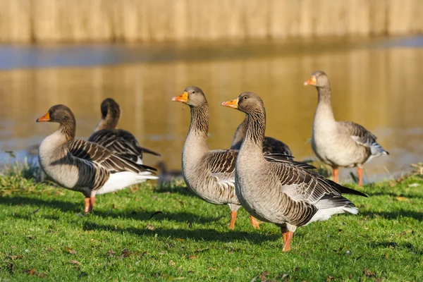 Wild geese on the grass near the water, The Netherlands — Stock Photo, Image