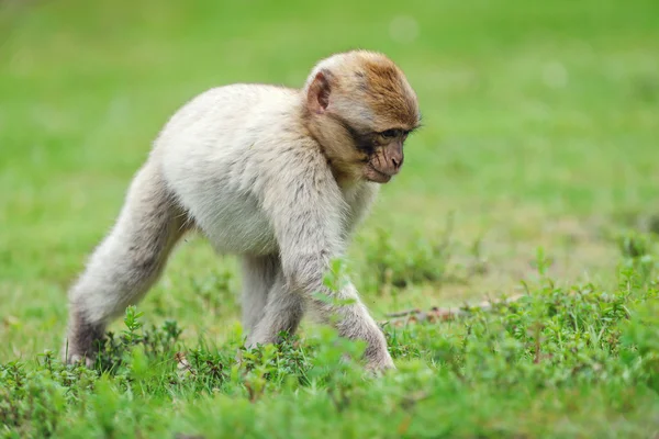 Young Barbary macaque a semi-free park, Países Bajos — Foto de Stock
