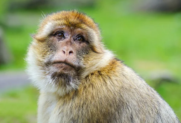 Portrait of adult Barbary macaque, The Netherlands — Stock Photo, Image