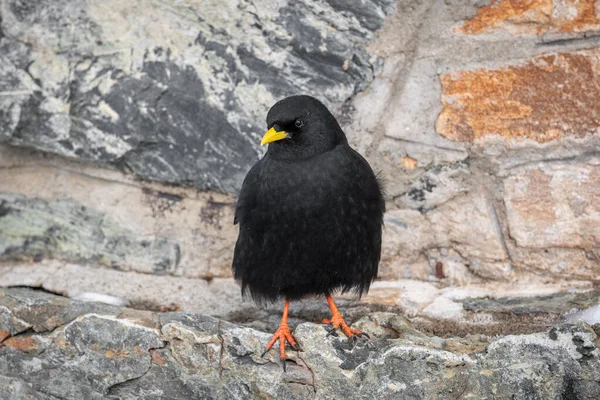 Dağlarda Yüksek Bir Binanın Duvarında Oturan Yetişkin Alp Chough Pyrrhocorax — Stok fotoğraf