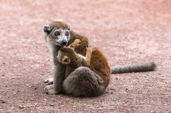 Une Femelle Adulte Couronnée Lémurien Eulemur Coronatus Lèche Son Ourson — Photo