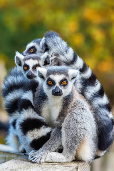 Gruppenporträt Von Ringelschwanzlemuren Ruhe — Stockfoto