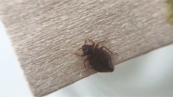 Kutu kasur sofa, serangga makro — Stok Video