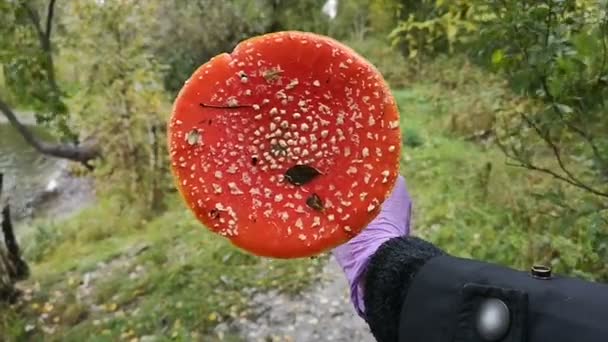 Un uomo che tiene in mano un fungo mosca-agarico, nella foresta — Video Stock