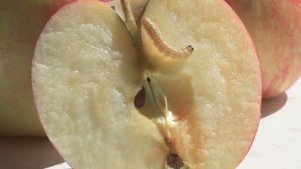 Apples with a worm — Stock Video