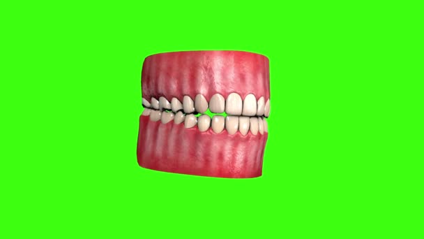 Teeth gums jaw 3d animation — Stock Video