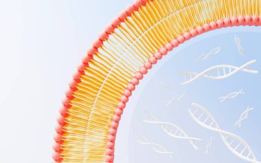 3D hücre zarı Fosfolipid Bilayer. Molekül katmanları. Gen ifadesi. nükleotid veritabanı. Eğitim için akışkan mozaik modeli. İnsan geni. Plasma zar yapıları.