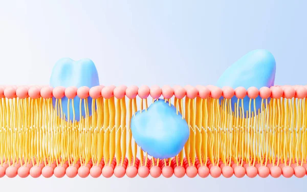 Hücre Zarı Fosfolipid Bilayer Molekül Katmanları Gen Ifadesi Nükleotid Veritabanı — Stok fotoğraf