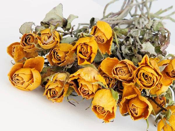 Жёлтая роза — стоковое фото