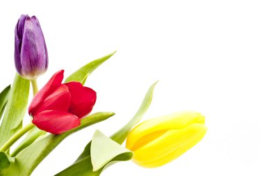 izole metin alanı olan beyaz arka plan üzerinde renkli Lale