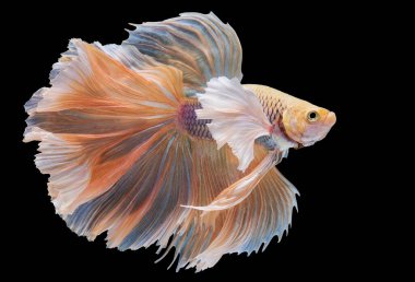 Sarı betta balığının güzel hareketi, sarı Siyam dövüşçü balığı, siyah arka planda Betta görkemi, stüdyo çekimi.