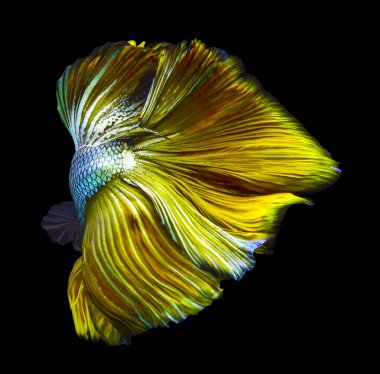 Sarı betta 'nın güzel hareketi, Süslü Yarım Ay Betta, Sarı Siyam Dövüşçü Balığının hareketli anı, Betta Görkemli Beta Balığının Ritmik' i, siyah arka planda izole edilmiş Beta Balığı.