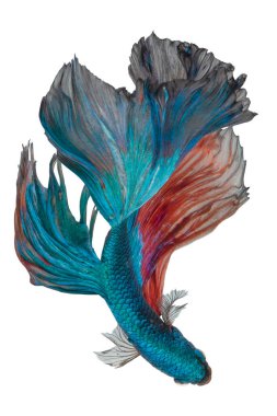 Yeşil Betta 'nın güzel hareketi, Siyam dövüşçü balığı, Halfmoon betta (Rosetail), Cupang, betta ihtişamının ritmi beyaz arka planda izole edilmiş.