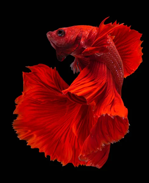 Beautiful Movement Red Betta Fish Siamese Fighting Fish Cupang Halfmoon — Photo