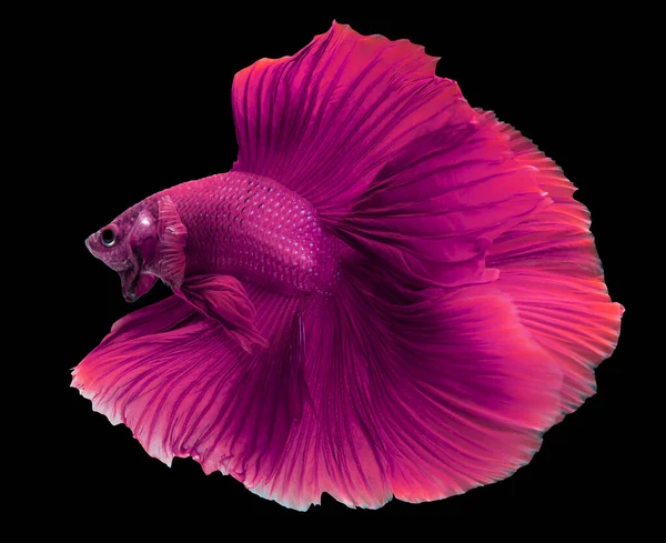 Gerakan Indah Ikan Betta Pink Ungu Fancy Halfmoon Betta Momen — Stok Foto