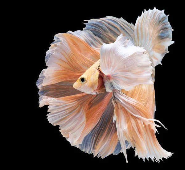 물고기의 아름다운 움직임 물고기 배경의 베타피 스튜디오 — 스톡 사진