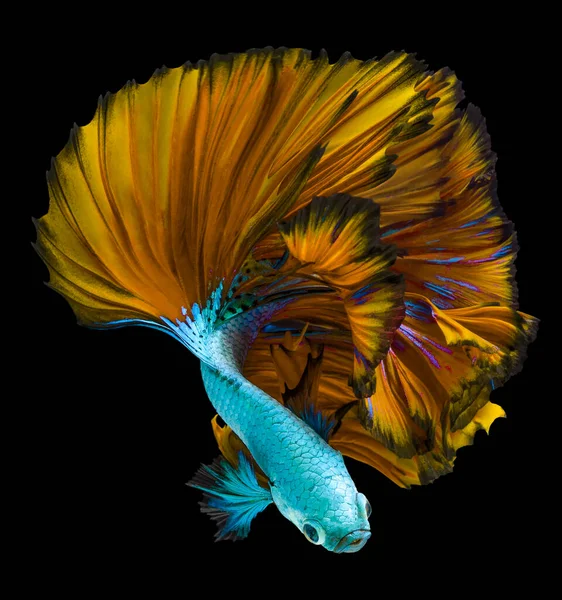 Beautiful Movement Blue Yellow Betta Fish Moving Moment Beautiful Green — Foto de Stock