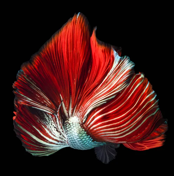 Όμορφη Κίνηση Του Κόκκινου Πράσινου Ψαριού Betta Σιαμαία Ψάρια Καταπολέμηση — Φωτογραφία Αρχείου