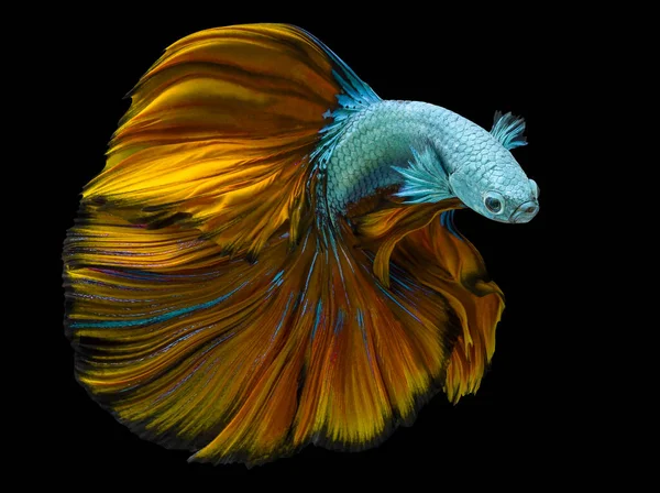 Beautiful Movement Blue Yellow Betta Fish Siamese Fighting Fish Betta — Stock Photo, Image