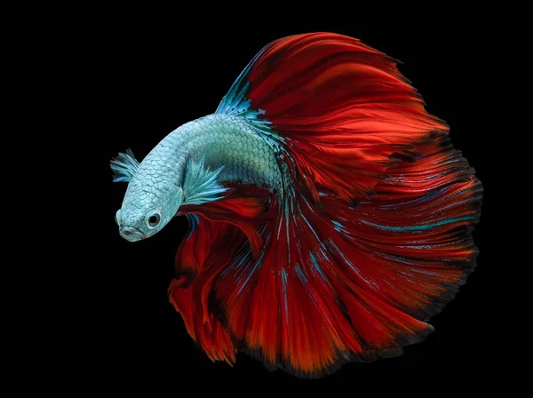 Vacker Rörelse Blå Röd Betta Fisk Siamese Kämpar Fisk Betta — Stockfoto