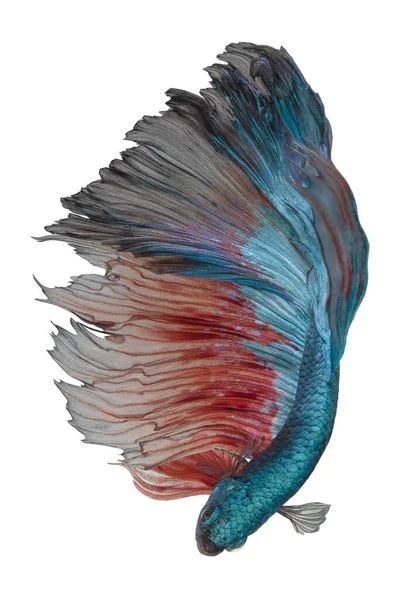 Yeşil Betta 'nın güzel hareketi, Siyam dövüşçü balığı, Halfmoon betta (Rosetail), Cupang, betta ihtişamının ritmi beyaz arka planda izole edilmiş.