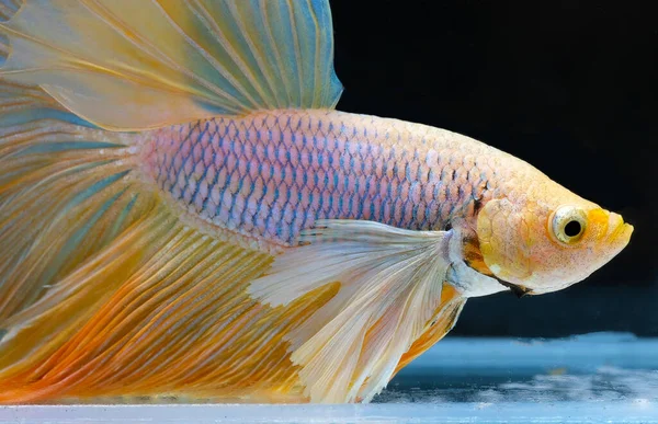 Beautiful Close Yellow Betta Fish Fish Tank Yellow Siamese Fighting — Stock Photo, Image