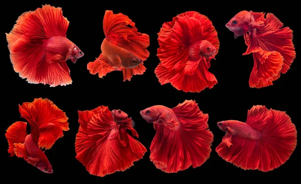 Set Beautiful Eight Betta Fish Collection Movement Red Betta Siamese — Stock Photo, Image