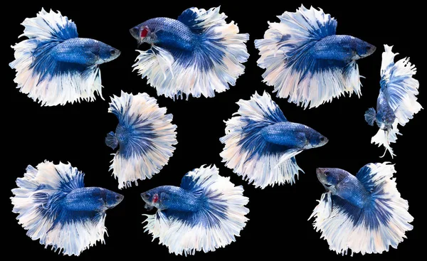 Set of beautiful nine betta fish, Collection movement of blue white Betta, Siamese fighting fish, Halfmoon betta (Rosetail), Rhythmic of betta splendens isolated on black background.