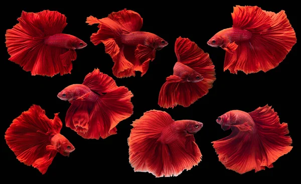 Set Beautiful Eight Betta Fish Collection Movement Red Betta Siamese — Stock Photo, Image