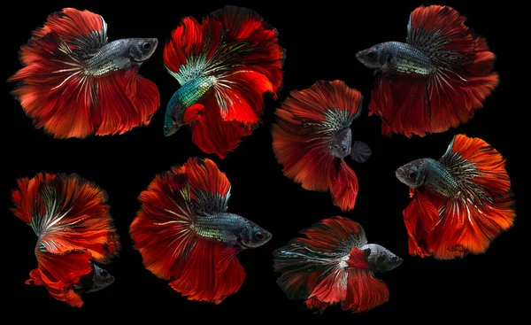 Set of beautiful eight betta fish, Collection movement of red green Betta, Siamese fighting fish, Halfmoon betta (Rosetail), Rhythmic of betta splendens isolated on black background.